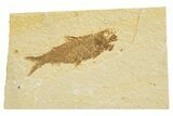 Detailed Fossil Fish (Knightia) - Wyoming #318562-1